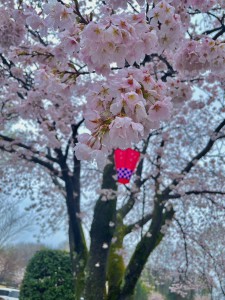 桜_hiki