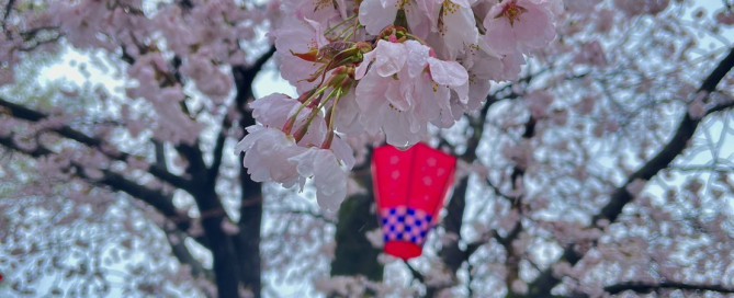 桜_hiki