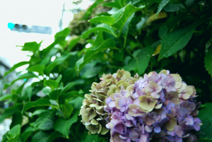 紫陽花(1)
