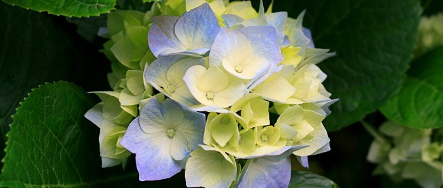 Hydrangeas